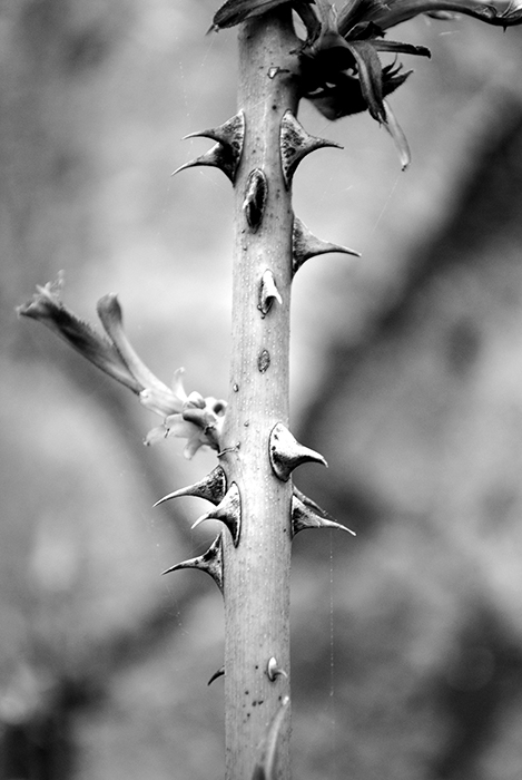 Natural Landscapes 1