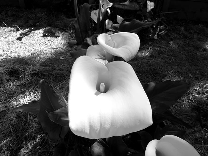 Natural Landscapes 11