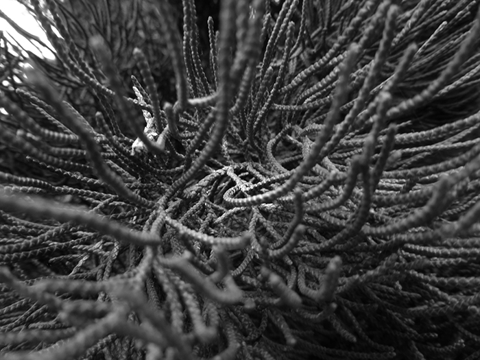 Natural Landscapes 12