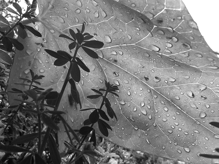 Natural Landscapes 3