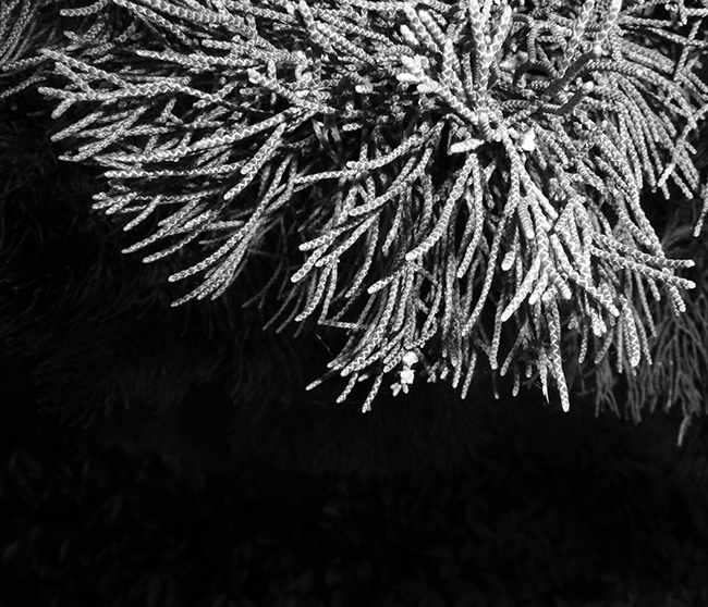 Natural Landscapes 5