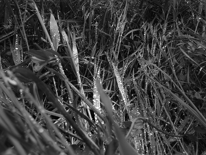 Natural Landscapes 6