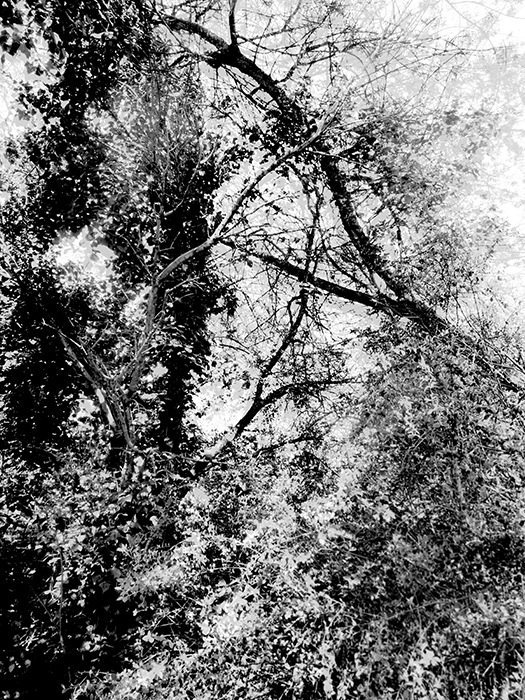 Natural Landscapes 7