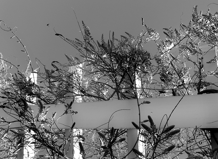 Natural Landscapes 9